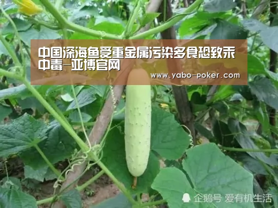亚博赛程